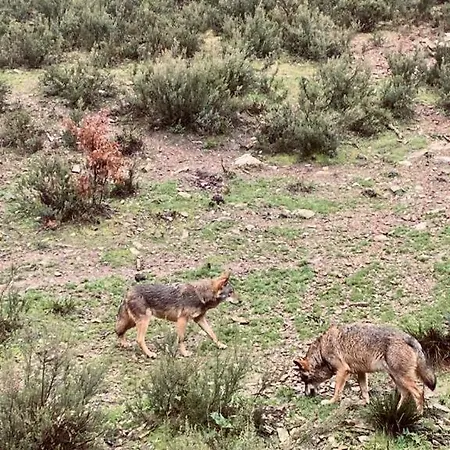 Pajarica En Sanabria