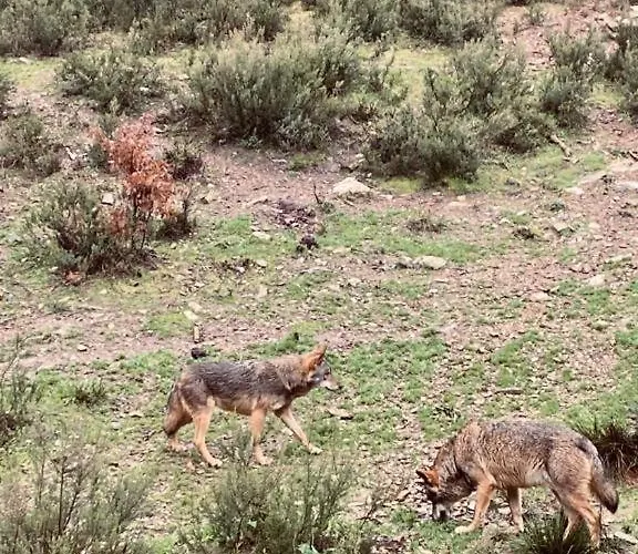 Pajarica En Sanabria